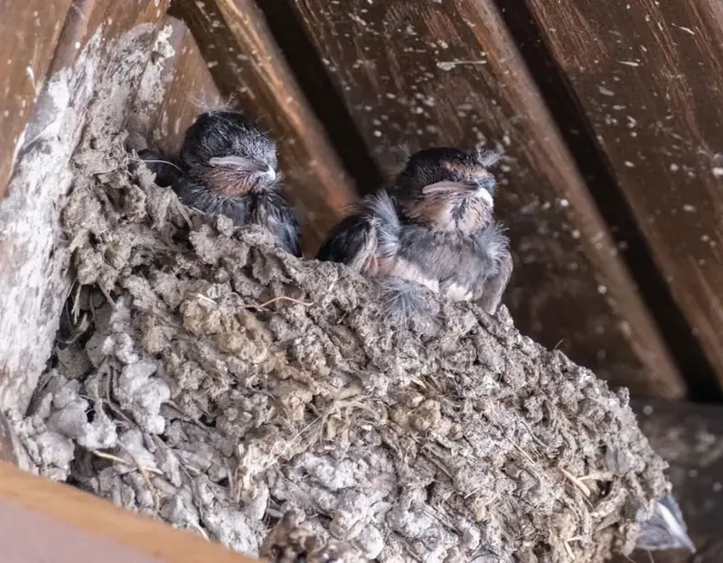 Young swallow chicks in a mud nest tucked under a roof eaves