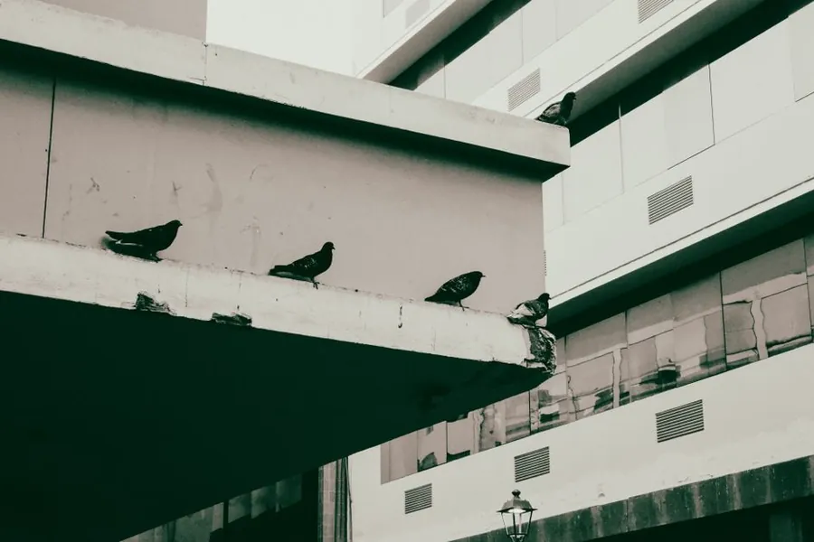 Pigeons roosting closely together along a rooftop ledge