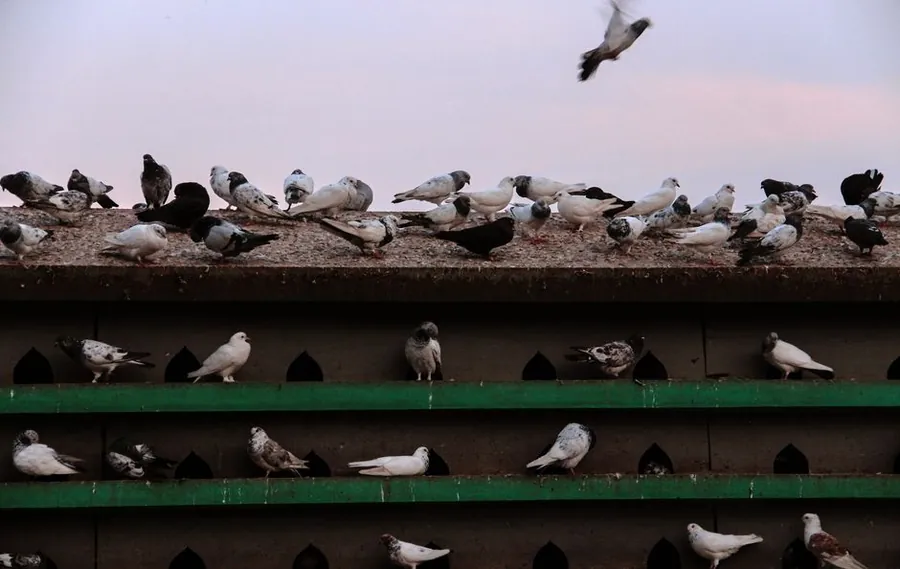Pigeons perched in rows along the tiered ledges of a rooftop loft structure