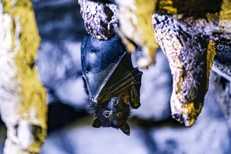 A bat roosting, the kind of protected species found in older roofs