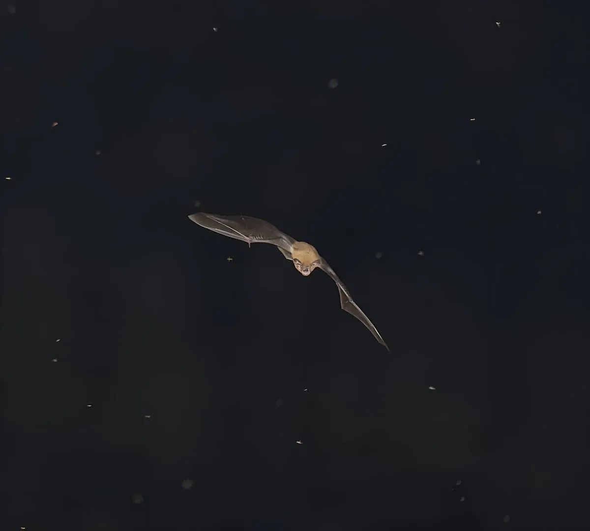 A bat in flight, a protected species often found roosting in roofs