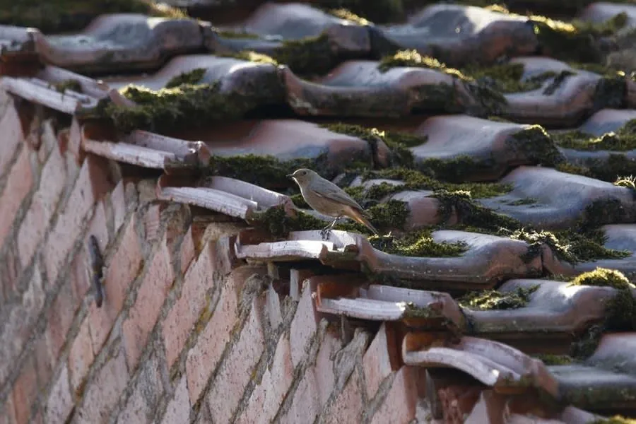 Weathered mossy pantiles at the eaves of an older roof