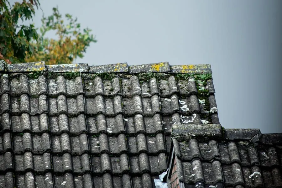 A roof thick with green moss over the tiles