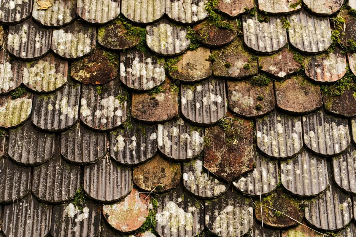 Moss growing across the tiles of a residential roof in Harrogate