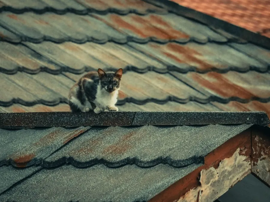 Calico cat sitting on a corrugated metal roof in warm light