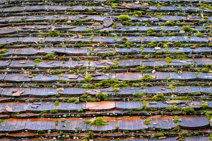 Close-up of a moss-covered shingled roof with gray slate tiles and patches of orange rust